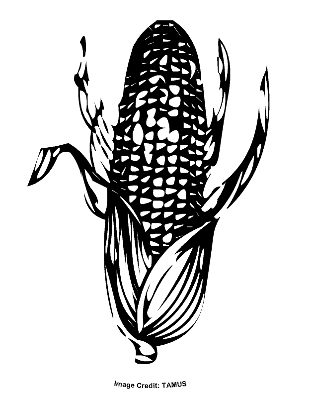 Corn Cob - Free Coloring Pages for Kids - Printable Colouring Sheets