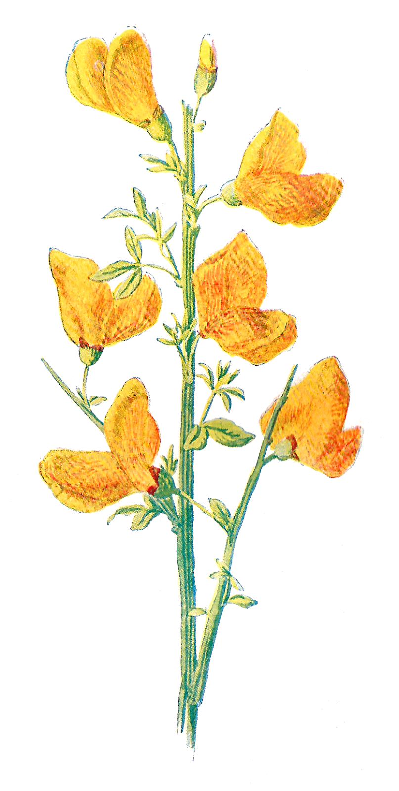 Antique Images: Free Wild Flower Clip Art: 2 Flower Illustrations ...