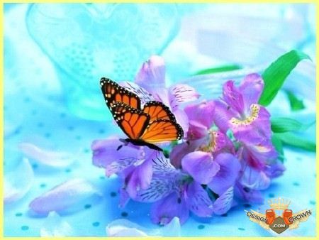 Stunning animated wedding footage HD - video with butterfly on ...