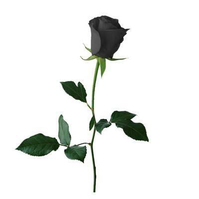 Black-Rose-125.jpg
