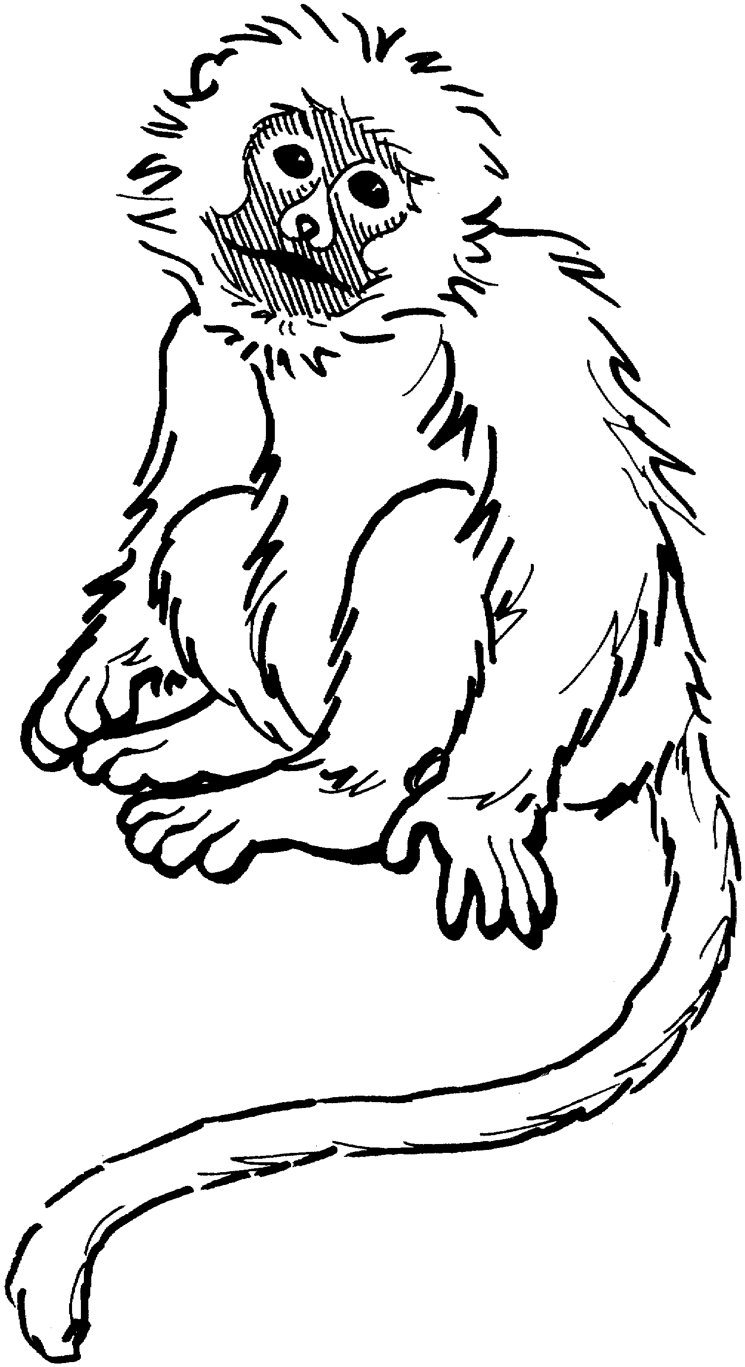 spider-monkey-pictures-free-cliparts-co