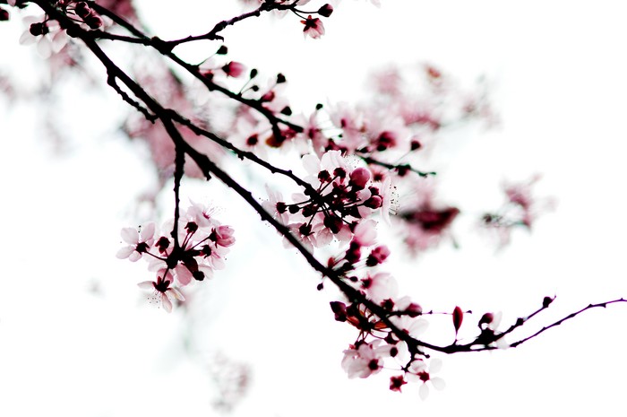 Pin Blossoms Clip Art on Pinterest