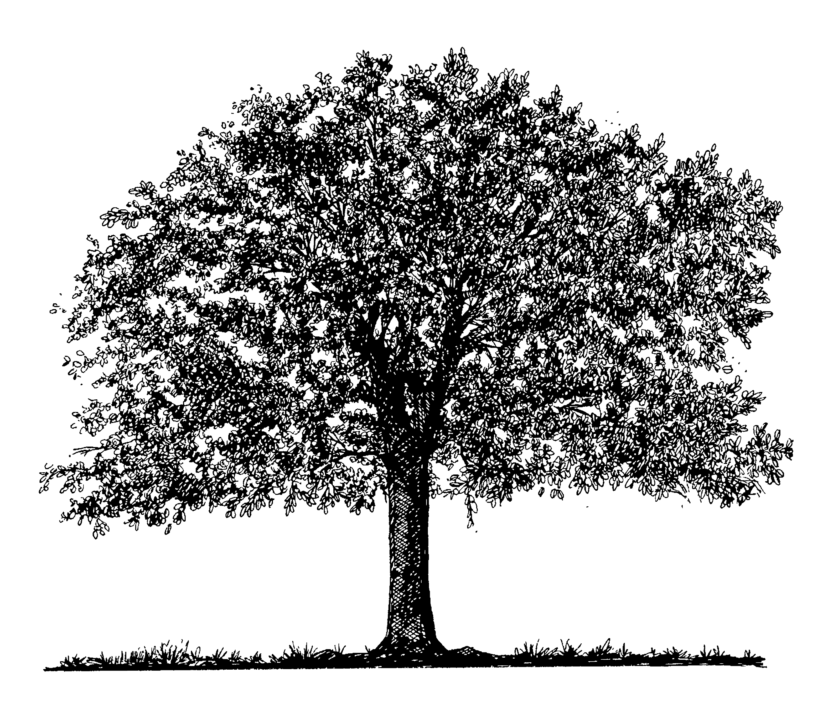 tree pencil sketch