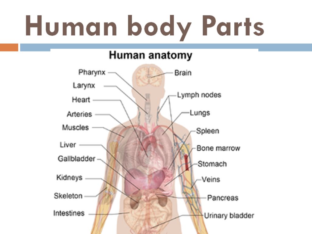 Human Body Parts Diagram | Human Anatomy Body Ideas