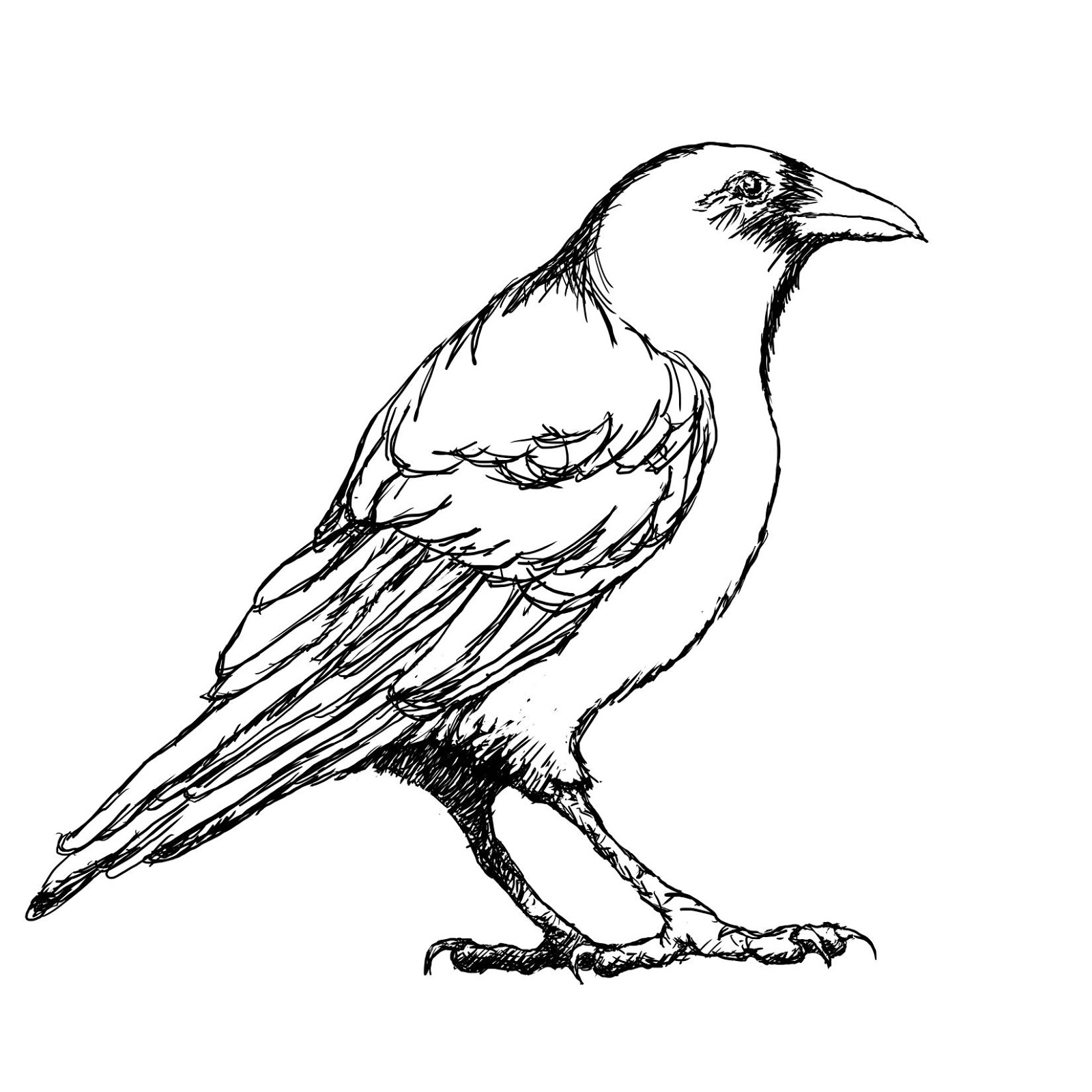 Crow Outline Drawing Sketch Coloring Page