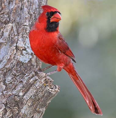 Northern Cardinal | State Symbols USA