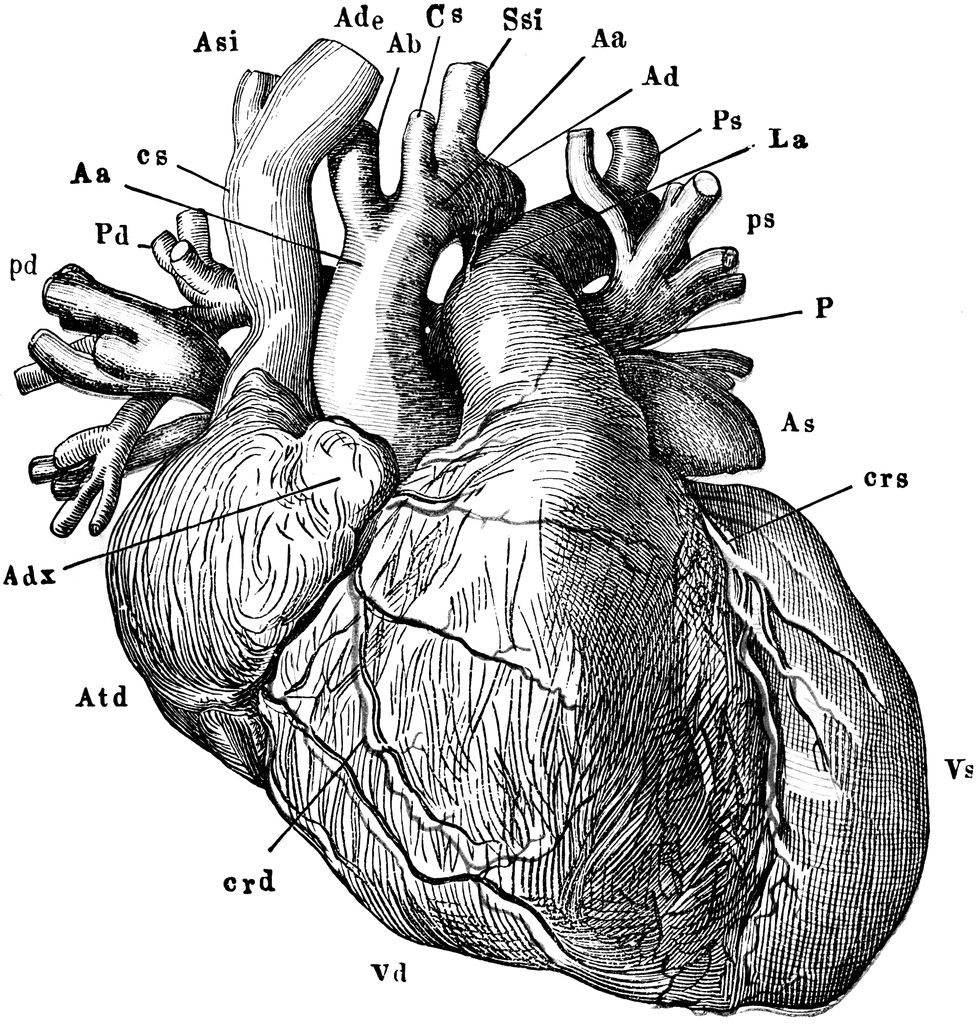Realistic Heart Clipart images
