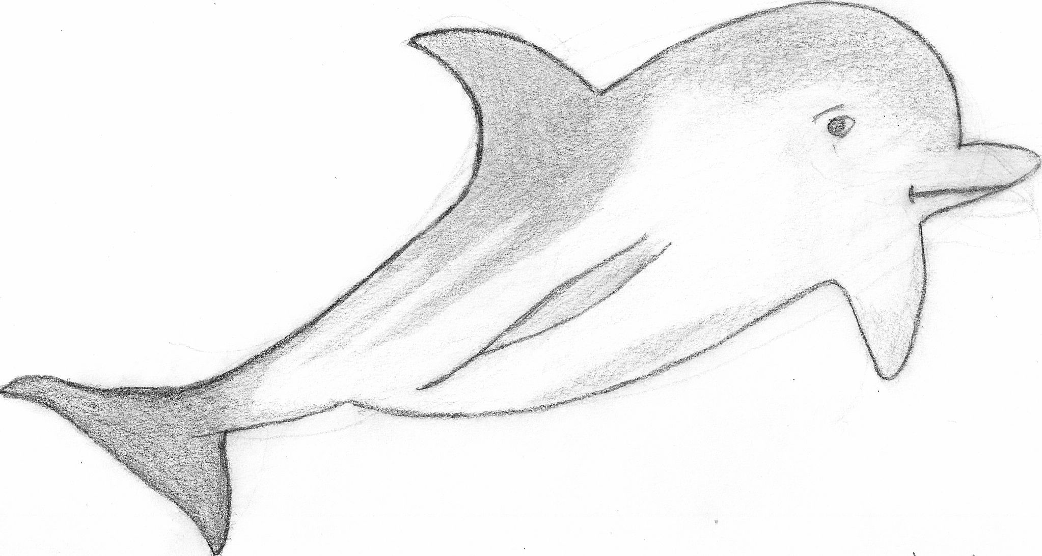 Sleepy Dolphin (Drawing) - Dolphinspedia