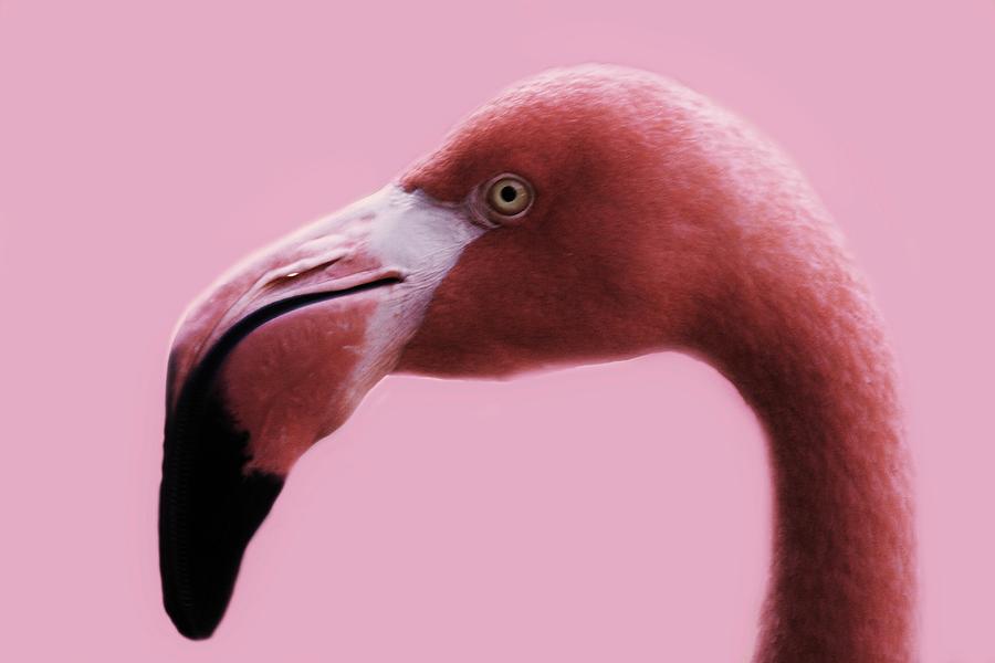 Pink Flamingo by Paulette Thomas