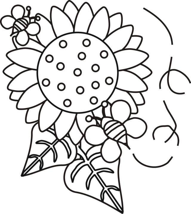 Sunflower coloring pages free printable coloring pages for kids ...
