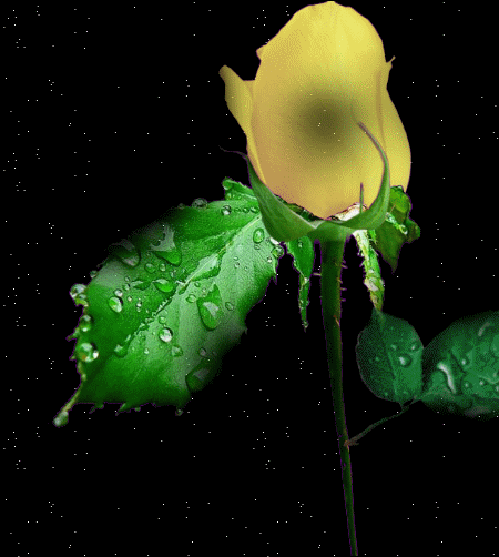 Animated Flowers and | Animated flower wallpapers. | Moving ...