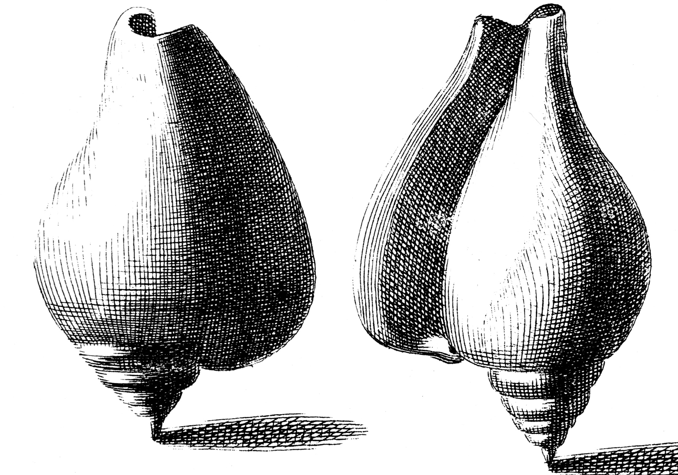 Conch Shell Drawing - Cliparts.co