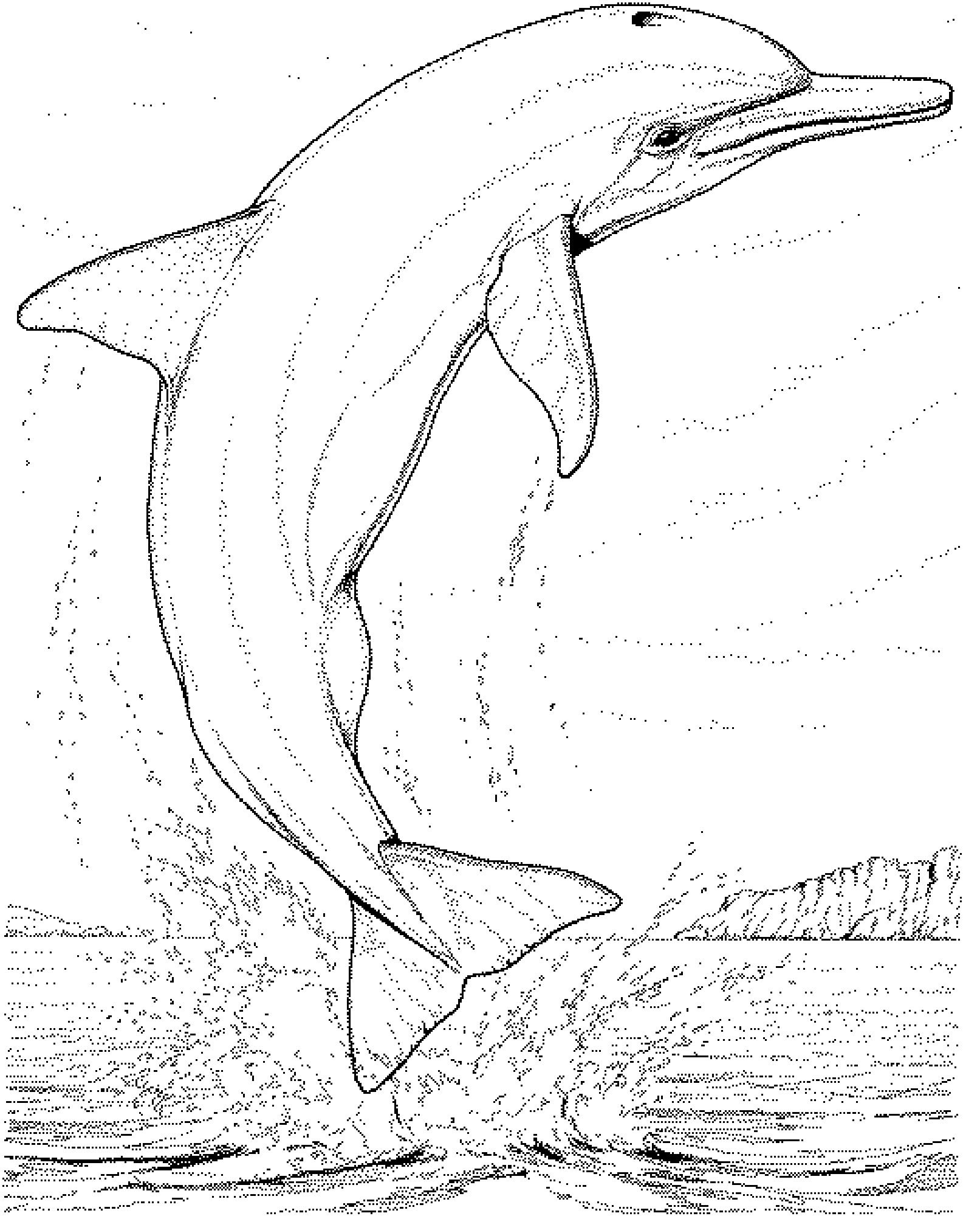 Dolphin Line Drawing Cliparts.co