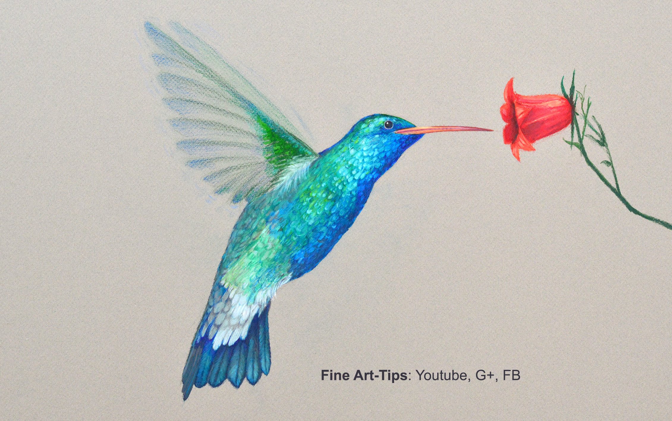 How to Draw a Hummingbird - Drawing With Color Pencils - YouTube