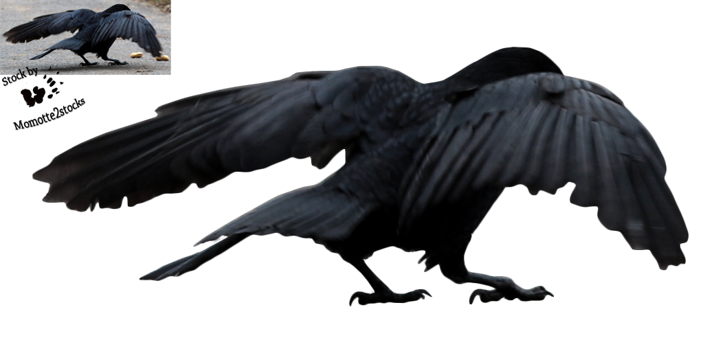 Flying Crow Png - Cliparts.co