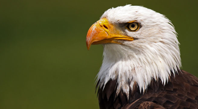 Audubon Eagle Watch - Downtown Davenport Partnership Downtown ...