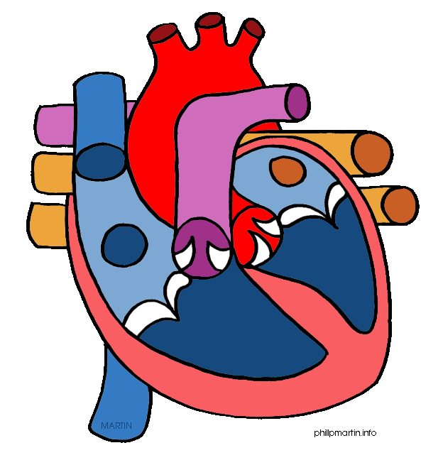 free human heart clip art - photo #7
