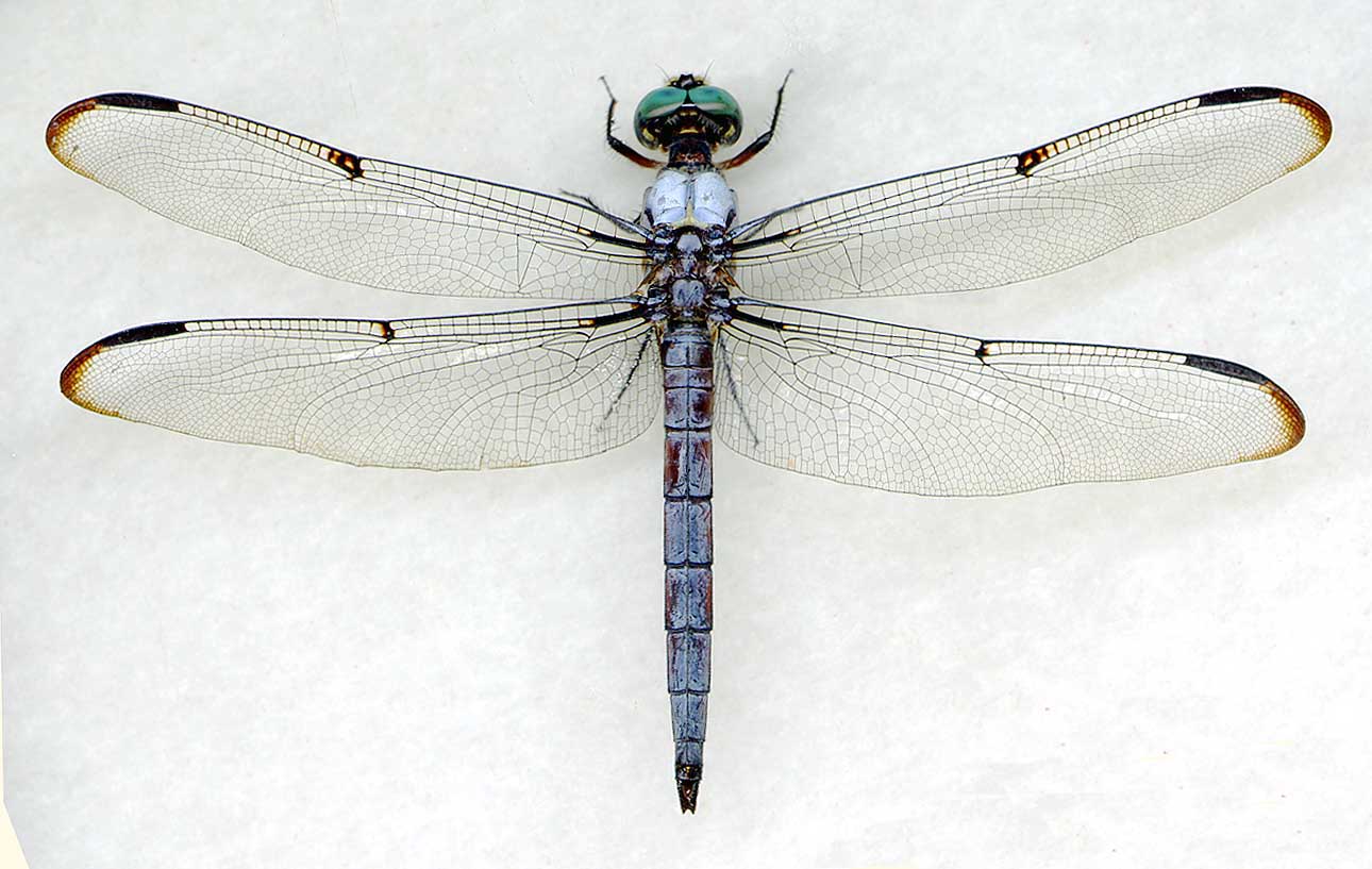 Migratory Dragonfly Species – Less Common Species | The Dragonfly ...