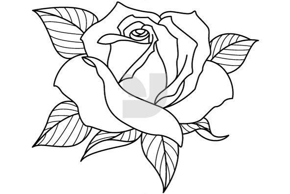 Rose Flower Drawing Easy - Pretty White Flowers