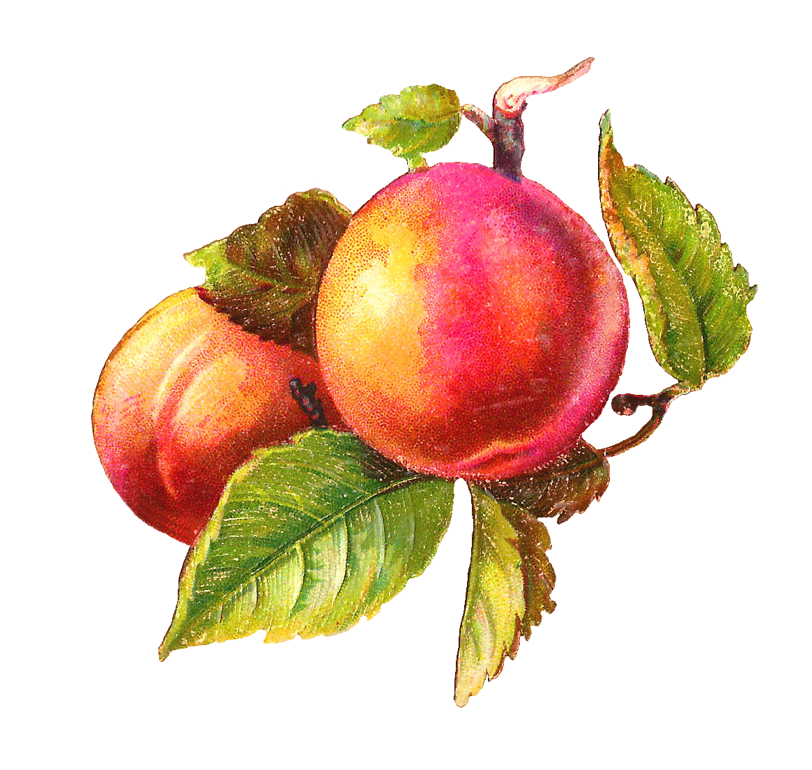 Antique Images: Free Fruit Clip Art: Antique Botanical Cherry and ...