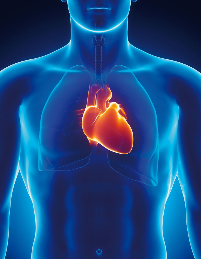Human Heart Images Cliparts co