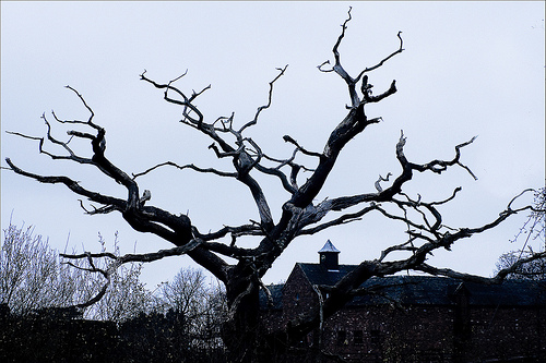 scary tree | Flickr - Photo Sharing!