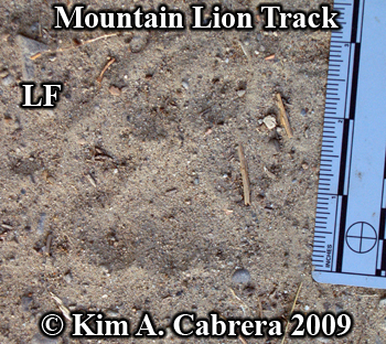 Mountain Lion (Cougar) Tracks and Footprints - Puma concolor