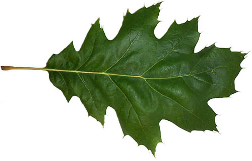 Hort 231: Oak leaf comparisons