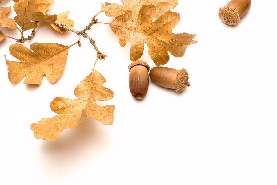clipart acorns oak leaves - photo #48