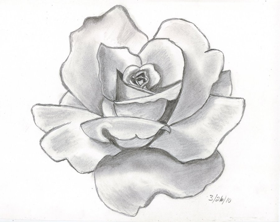 Blendspace | Object Drawing Rose (Drawings And Paintings)