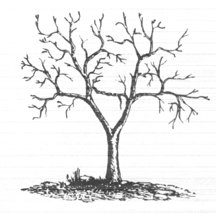 Bare Tree - Cliparts.co