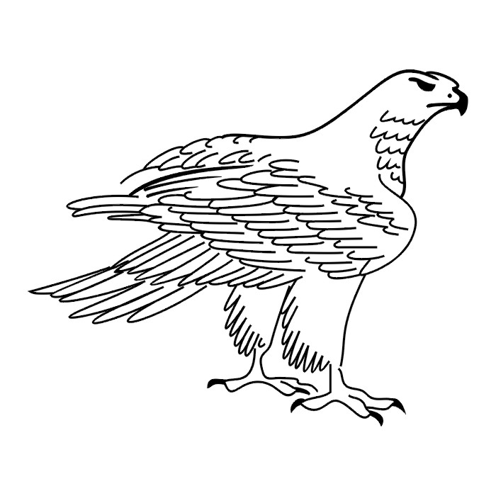 Hawk Stencil