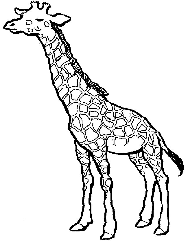 Coloring & Activity Pages: Giraffe Coloring Page