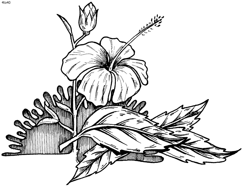 Coloring Book: Hibiscus Coloring Page