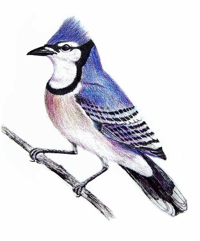 Blue Bird Drawings 97