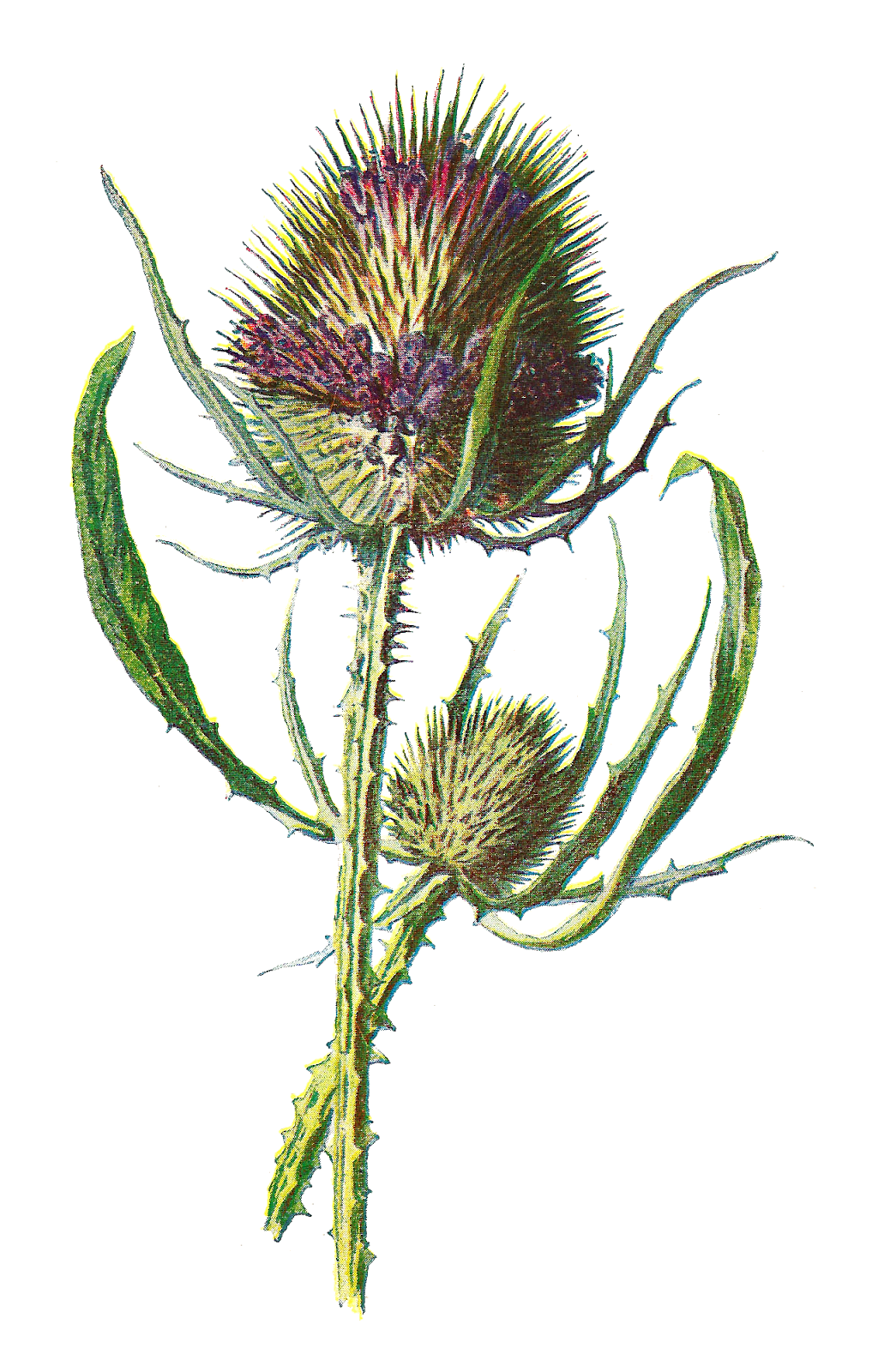 Wildflower Clipart - Cliparts.co