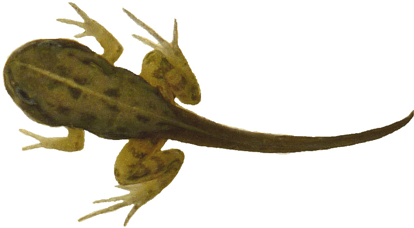 tadpole with legs clipart - photo #14