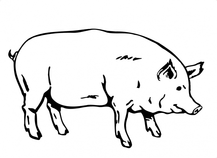 Cartoon Pig For Coloring Page Vector Art Download Pig Vectors ...