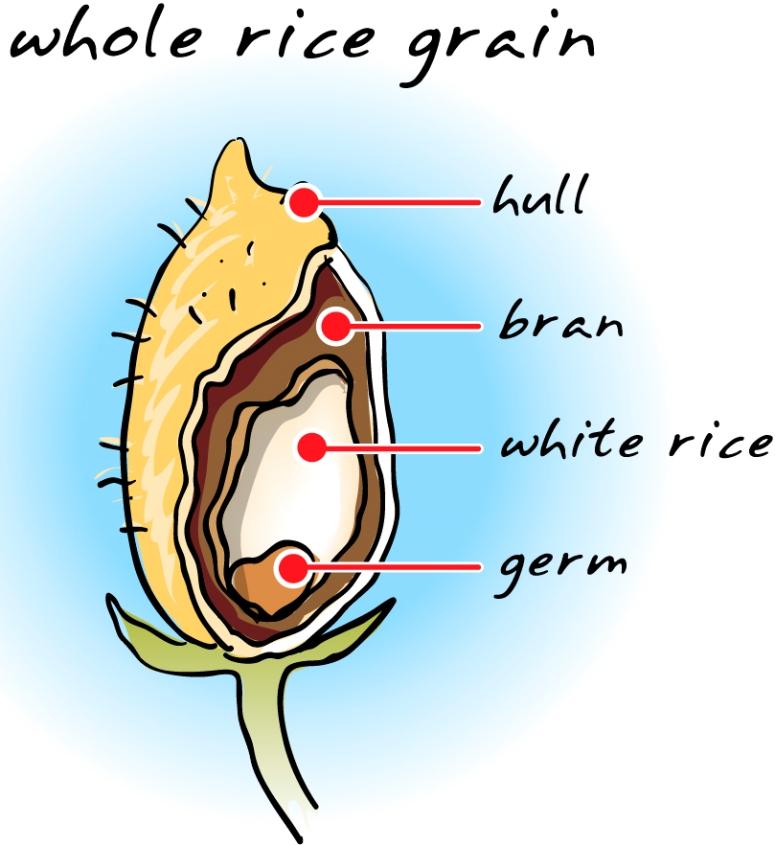 View rice_grain.jpg Clipart - Free Nutrition and Healthy Food Clipart