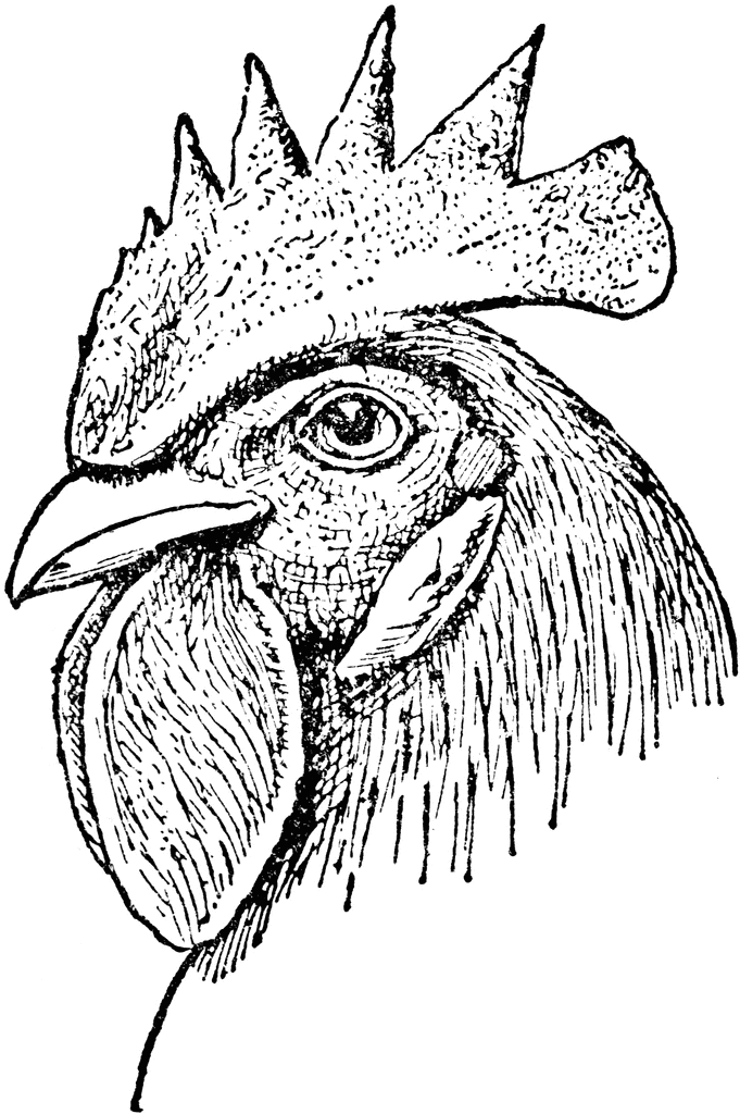 Single Comb Chicken Head | ClipArt ETC
