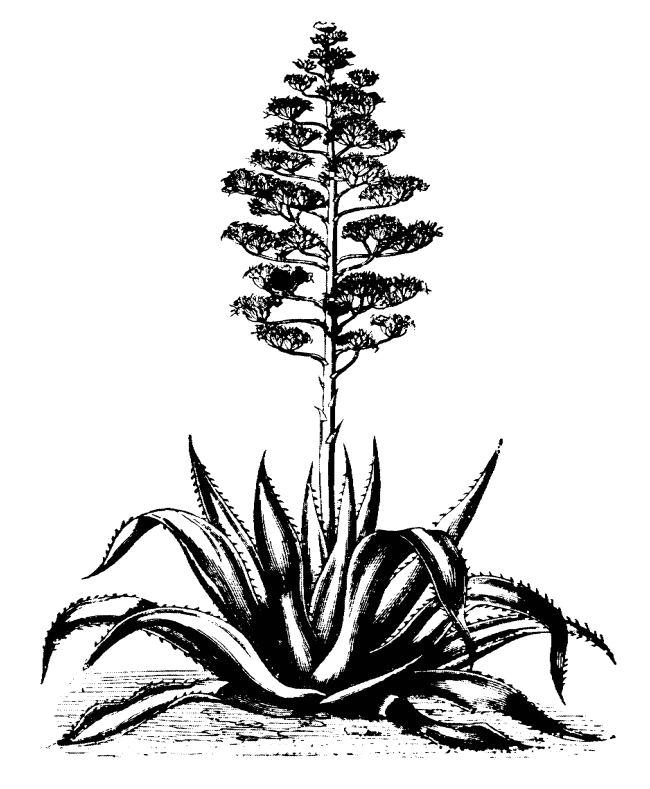Aloe black and white clip-art picture