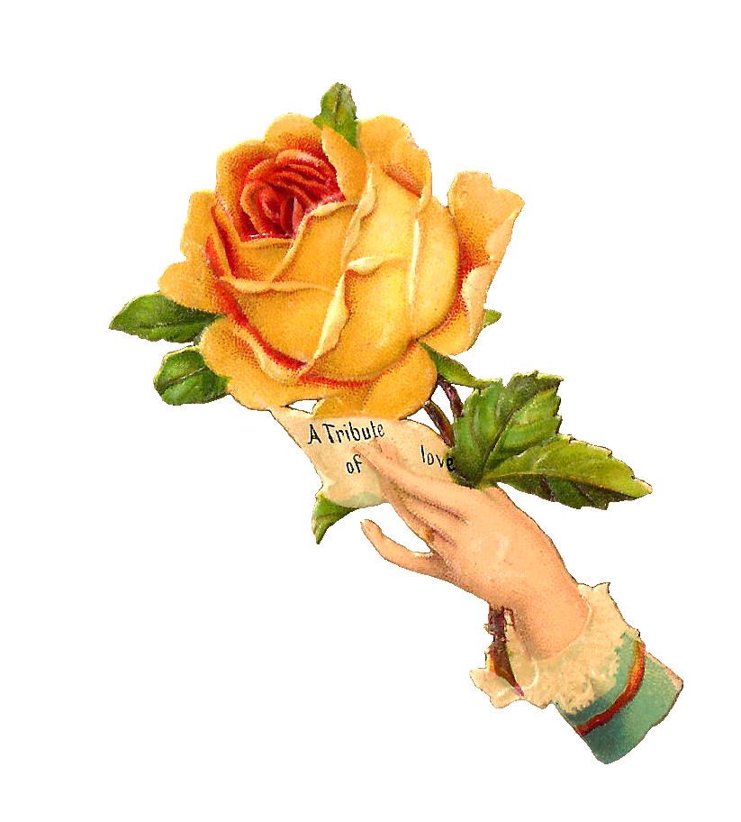 Antique Images: Free Rose Graphic: Antique Yellow Rose Digital Scrap
