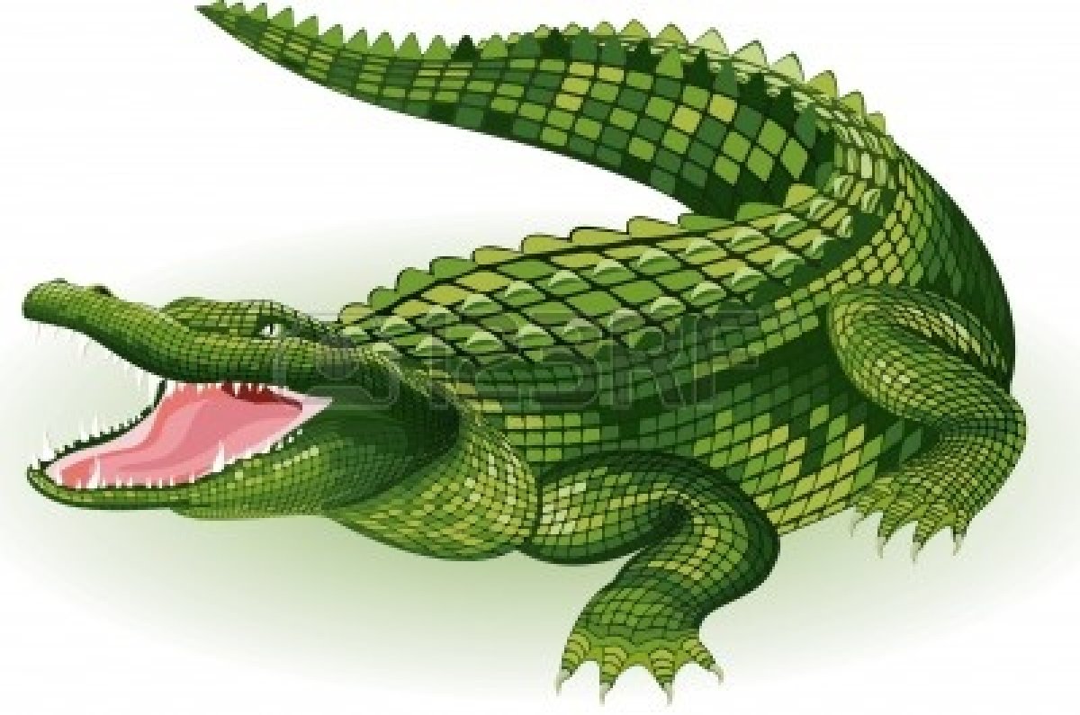 Vector Illustration Of A Crocodile On White Background image ...