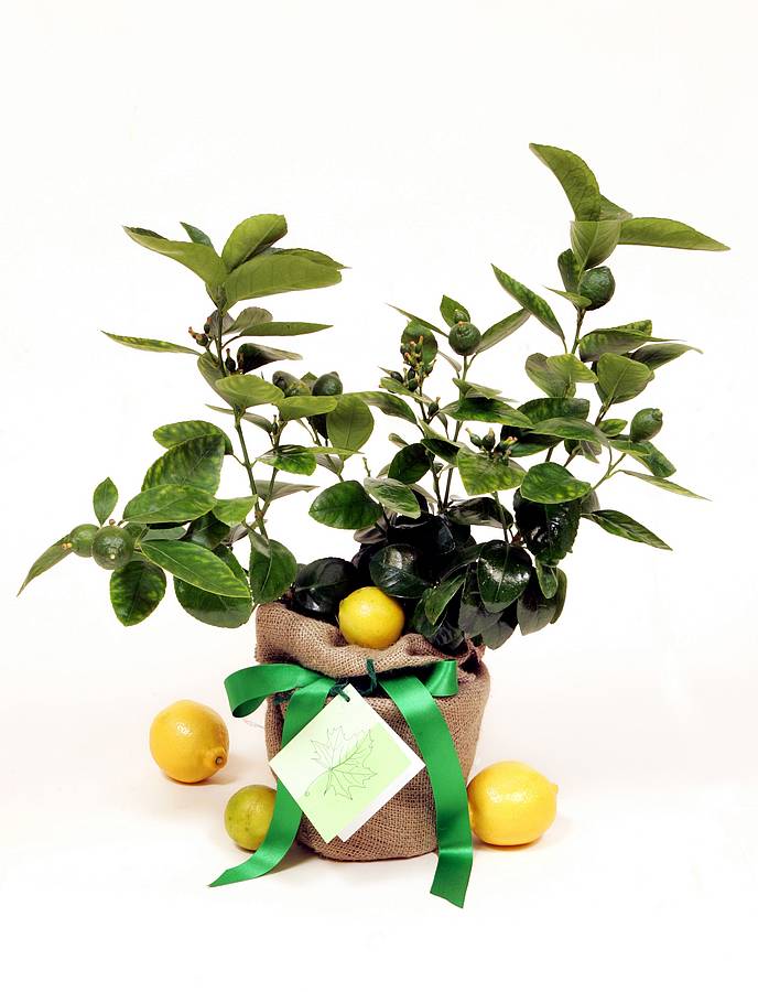 citrus trees by trees direct | notonthehighstreet.