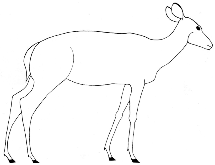 Female Deer Drawing Images & Pictures - Becuo