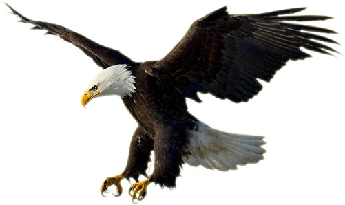 free patriotic eagle clipart - photo #20
