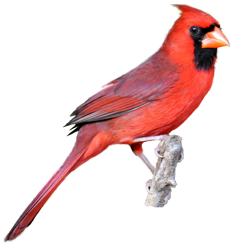 cardinal clipart free - photo #18