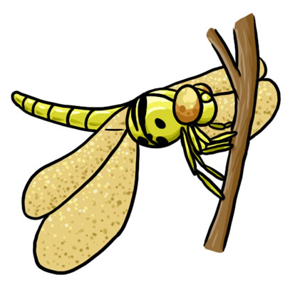 50 FREE Dragonfly Clip Art 11