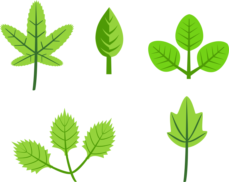 Clipart - Set of leaves