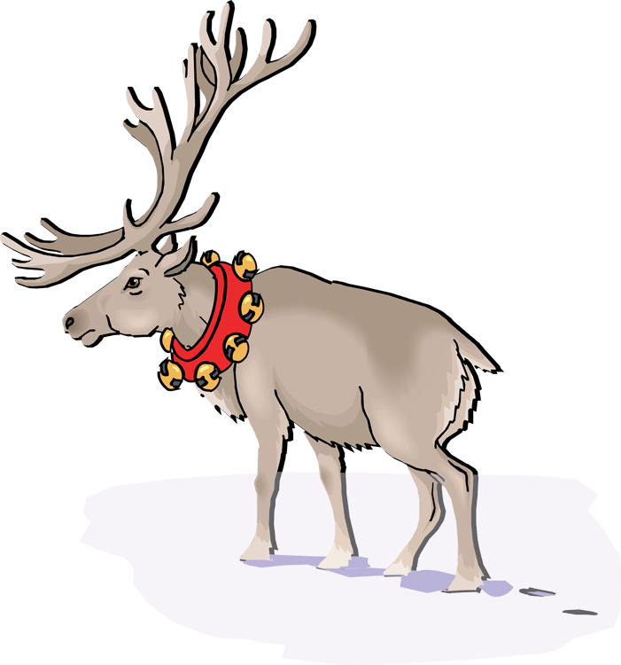 Caribou Reindeer